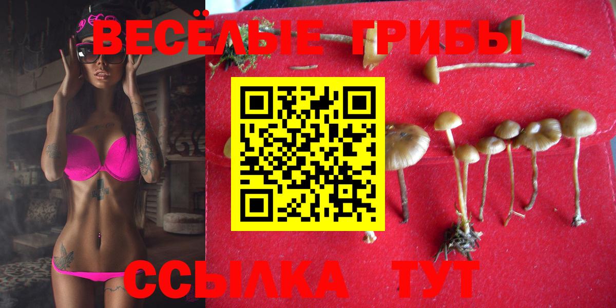 Буйнакск  Галлюциногенные грибы Psilocybine cubensis  Вход с VPN 
